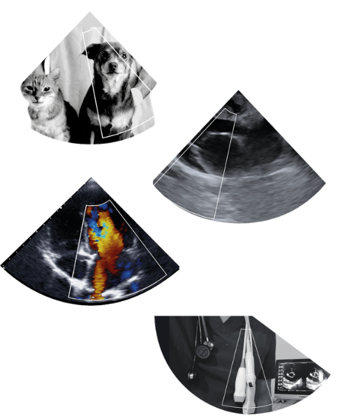 Ejemplo ecográfico torácico en pequeño animal — hallazgo clínico ilustrado